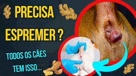 Inflamação da glândula anal em cães: causas, sintomas e。